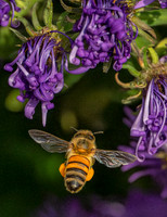 Honey bee in flight