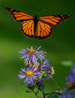 Monarch male "g"