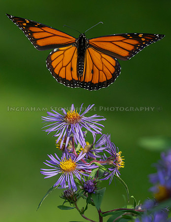 Monarch male "g"