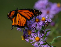 Monarch male landing on Asters