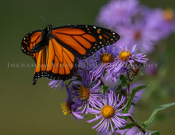 Monarch male landing on Asters