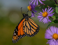 Monarch hanging on Asters