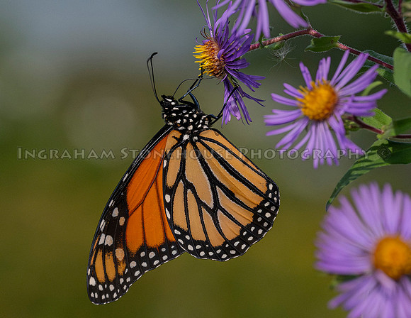 Monarch hanging on Asters