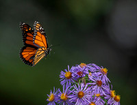 Monarch male "b"