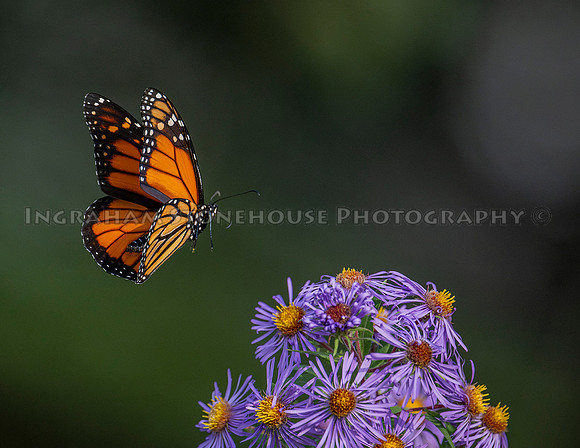 Monarch male "b"