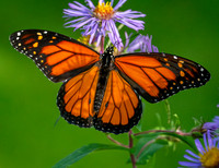 Monarch male close up