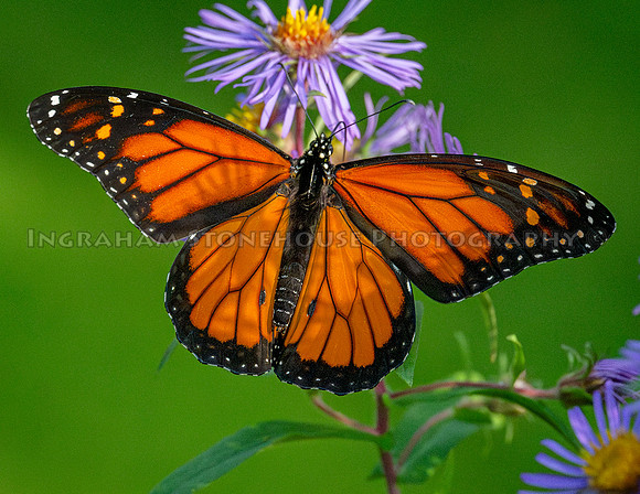 Monarch male close up
