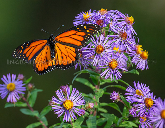 Monarch male "f"