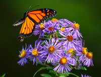 Monarch male "e"
