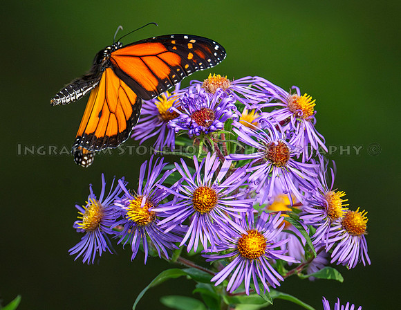 Monarch male "e"