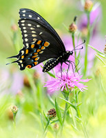Black swallowtail smyrna
