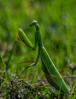 Mantis