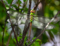 Green darner