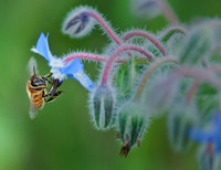 Honey Be and Borage