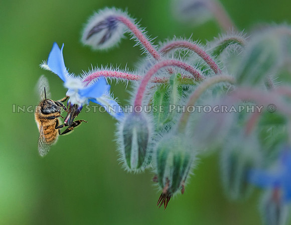 Honey Be and Borage