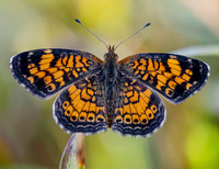 Pearl Crescent Butterfly
