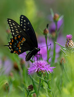 Eastern Black Swallowtail