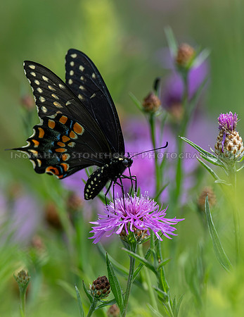 Eastern Black Swallowtail