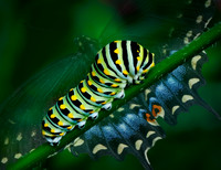 Butterflies and More