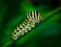 Butterflies and More