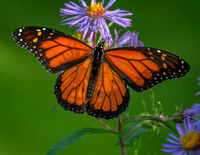 Butterflies and More