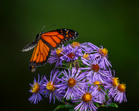Butterflies and More