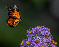 Butterflies and More