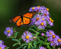 Butterflies and More