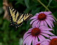 Butterflies and More