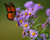 Monarch,Male on Aster