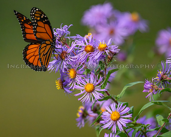 Monarch,Male on Aster
