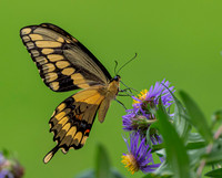 Butterflies and More