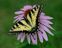 Butterflies and More