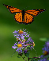 Butterflies and More