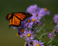 Monarch  male landing on Asters