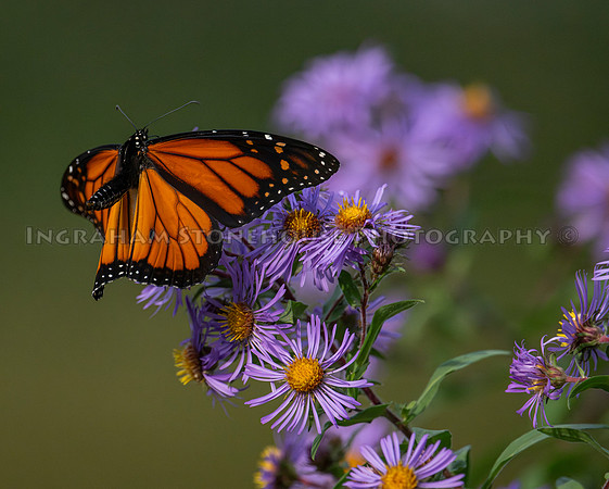 Monarch  male landing on Asters