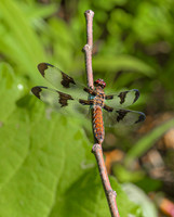 12 spotted skimmer