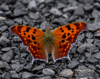 Question Mark butterfly