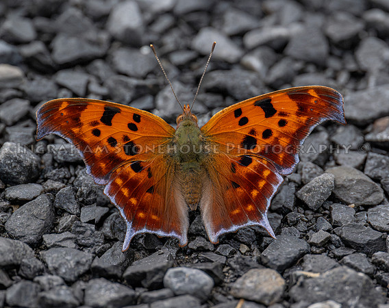 Question Mark butterfly