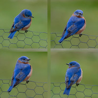 Birds