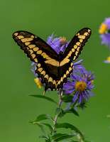 Butterflies and More