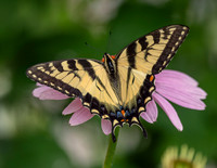 Butterflies and More
