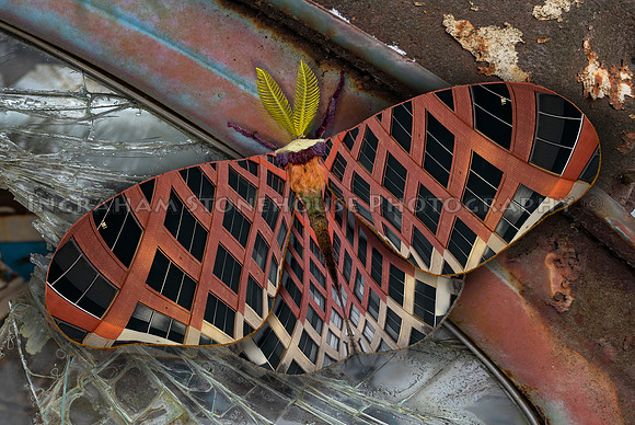 Lattice Moth