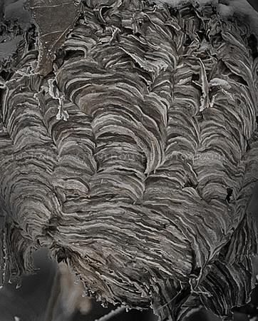 Wasp Paper