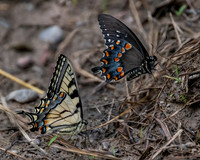 Butterflies and More