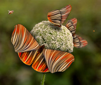 Arts Photography