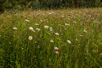 Wild flowers 12