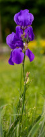 Purple Iris 2