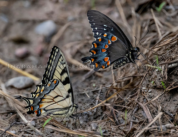 Tiger and Black Swallow tail