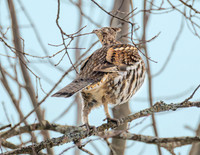February Ruffed Grouse